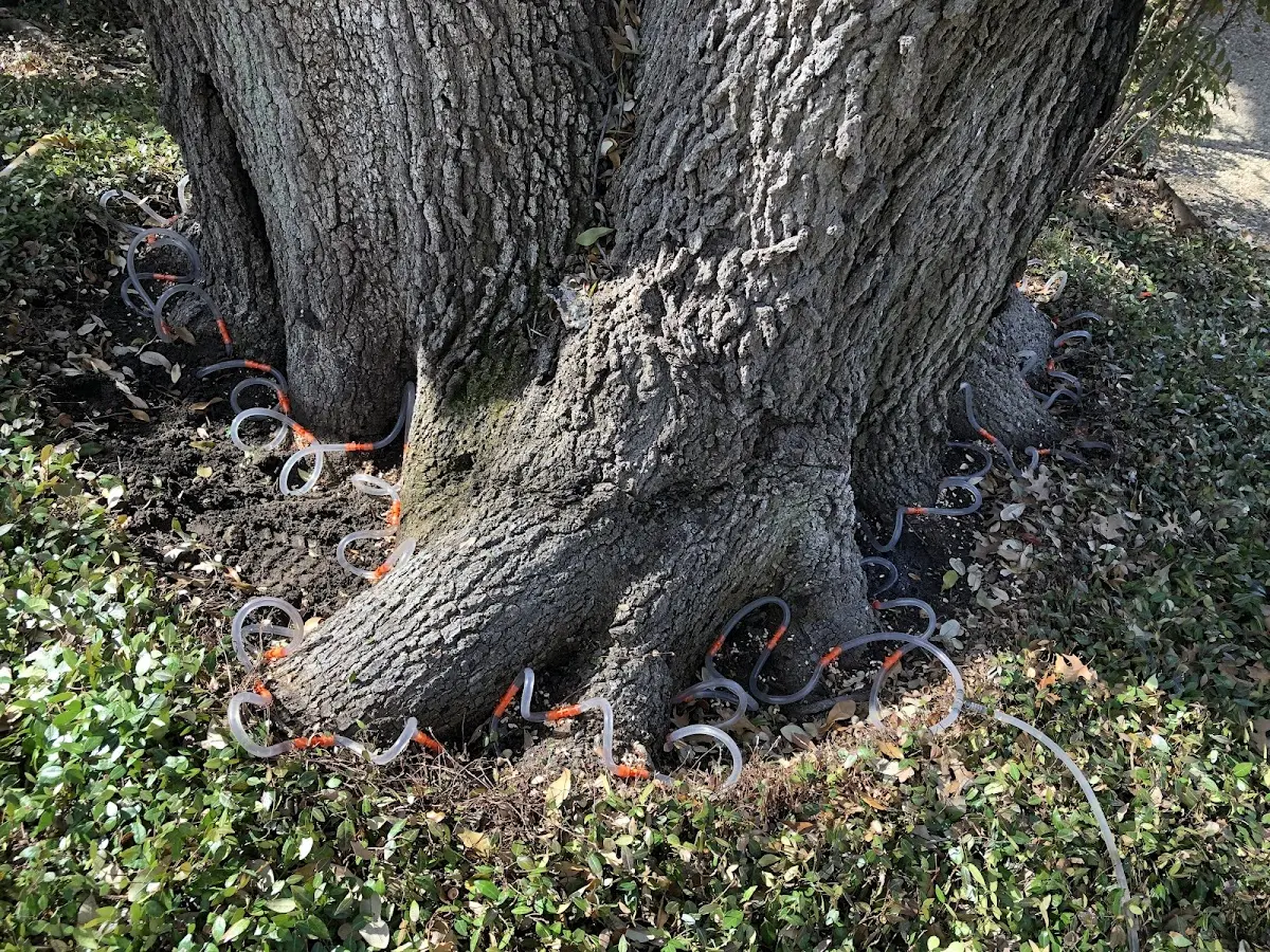 Detailed Tree Cabling and Bracing job site in Incline Village